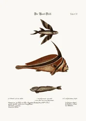 Das Bandfisch, 1749-73
